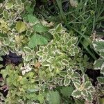 Coleus madagascariensis Leaf