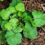 Geum macrophyllum Foglia