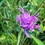 Centaurea nigra Flower