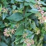 Abelia chinensis برگ