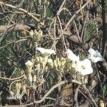 Ipomoea arborescens Flower