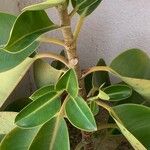 Ficus elastica Folha