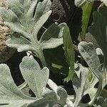 Artemisia stelleriana Leaf