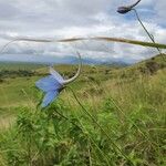 Delphinium leroyi Λουλούδι