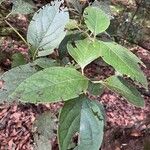 Viburnum rugosumLapas