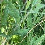 Centaurea nigra Liść