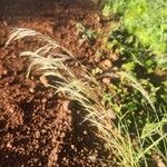 Aristida adscensionis Flower
