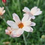 Leucanthemopsis alpina 花