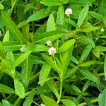 Alternanthera philoxeroides Virág