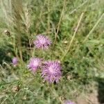 Centaurea stoebe Flower