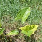 Xanthosoma robustum Leaf
