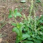 Salvia nemorosa Foglia
