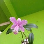 Cattleya loddigesii Fleur