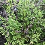 Cystopteris alpina ഇല