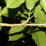 Hasseltia guatemalensis পাতা