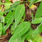 Cirsium heterophyllum Лист