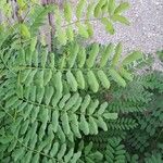 Robinia viscosa Blatt