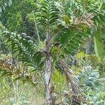 Bactris campestris Flower
