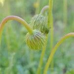 Haplopappus glutinosus Blüte