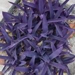 Tradescantia pallida Habitus