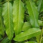 Monoon longifolium Leaf