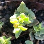 Patellifolia procumbens Blad