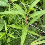 Polygonum lapathifolium Fulla