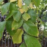 Ulmus carpinifolia Feuille