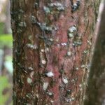 Hydrangea paniculata 樹皮