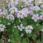 Oxalis violacea ফুল