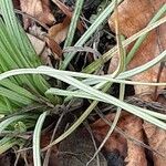 Asphodeline lutea ᱥᱟᱠᱟᱢ