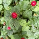 Potentilla indicaफल