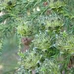 Cryptomeria japonica Fruto