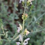 Clinopodium serpyllifolium Žiedas