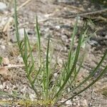 Podospermum laciniatum Habit
