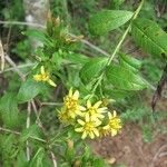 Trixis inula Flower