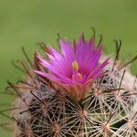 Mammillaria wrightii Flor