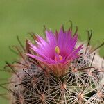 Mammillaria wrightii പുഷ്പം