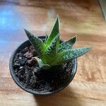 Aristaloe aristataLeaf