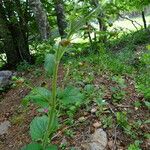 Scrophularia alpestris Leaf