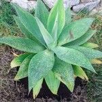 Agave attenuataഇല