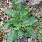 Verbascum phoeniceum 葉