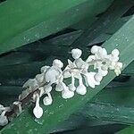 Ophiopogon jaburan Flower