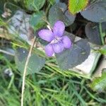 Viola riviniana Λουλούδι