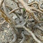 Pachypodium succulentum Kabuk