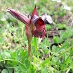 Serapias cordigera Flower