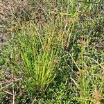 Cyperus difformis Συνήθη χαρακτηριστικά