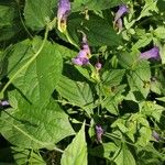 Strobilanthes attenuata Flower