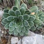 Saxifraga mutata List