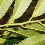 Diospyros nigra Folha